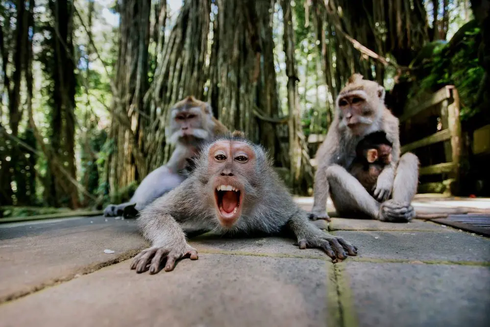 Ubud Private Tour - Rice Terrace & Monkey Forest